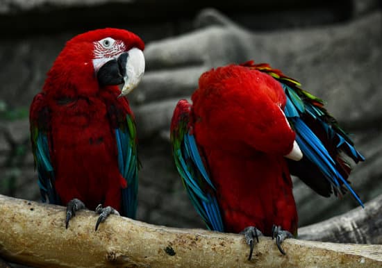 canva red parrots on a tree branch MAEQd8z7O7E