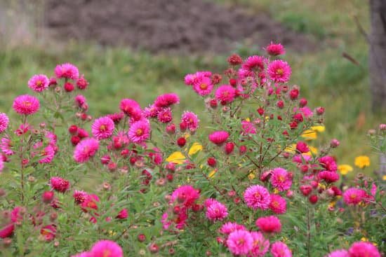 canva red perennial aster MADE 2fJYcI