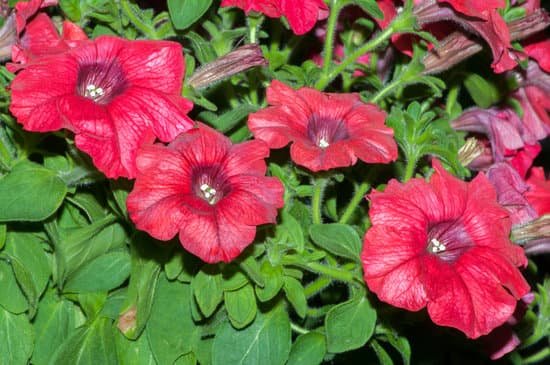 canva red petunias MAEEraFsNpk