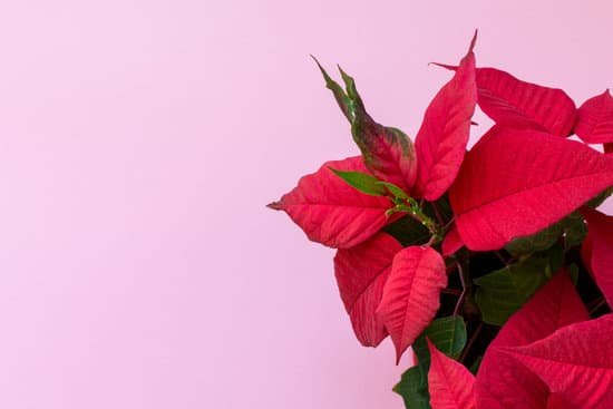 canva red poinsettia on pink background MAEL4DPQS3M
