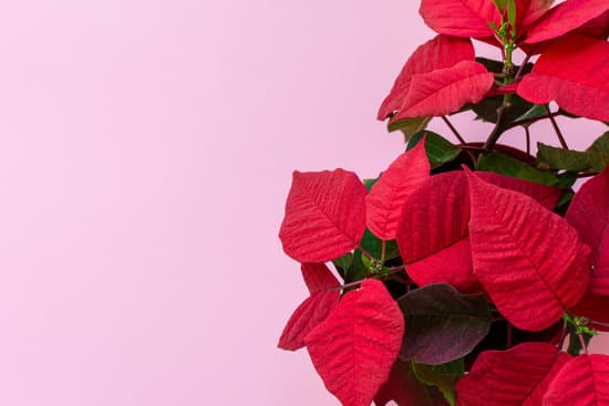 canva red poinsettia on pink background MAEQrshR4Ek