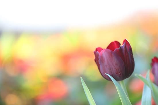 canva red tulip flower MAEQW8nW2HA