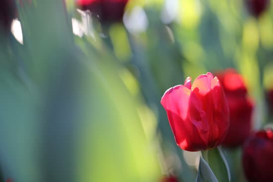 canva red tulip flowers MAEQW0IC9Fw