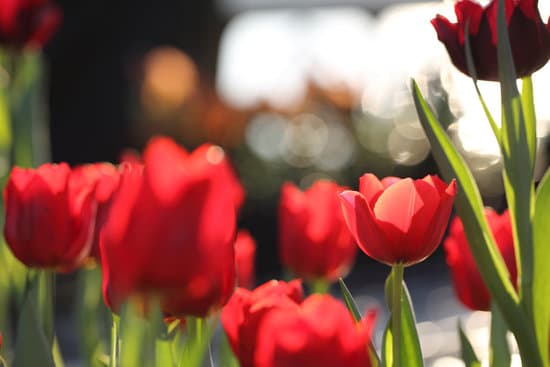 canva red tulip flowers MAEQW2Ank 4