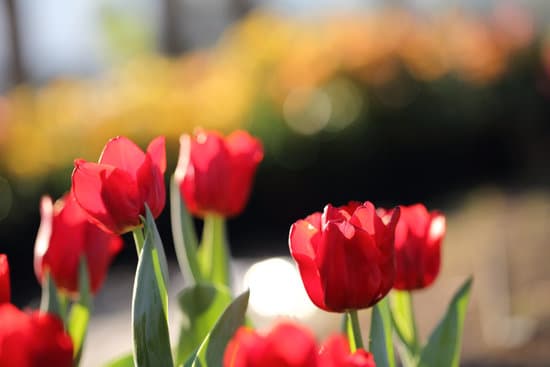 canva red tulip flowers MAEQW7eRnrM