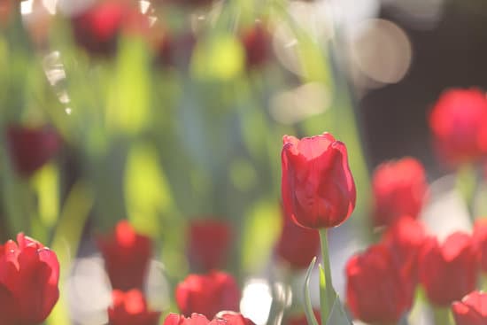 canva red tulip flowers MAEQW9kdWNU