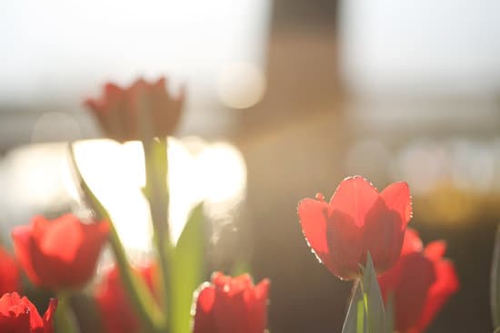 canva red tulip flowers MAEQW9lFuv0