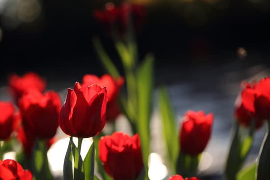 canva red tulip flowers MAEQWzt1r4U