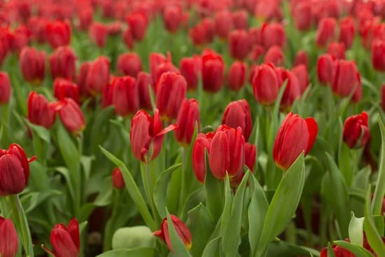 canva red tulip flowers in the field MAD9oQtpwMM