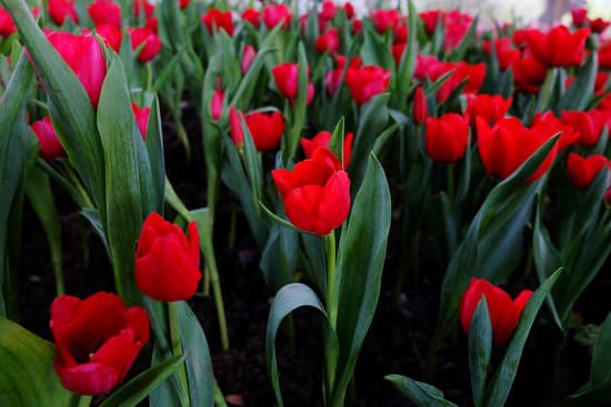 canva red tulips field