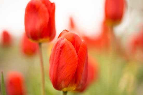 canva red tulips in a field MAEQXbGt6j4