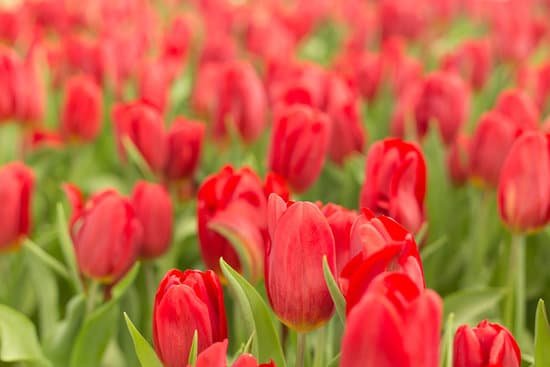 canva red tulips in the field MAD9oW uJdc