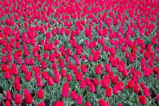 canva red tulips in the field MAESonQEE9A