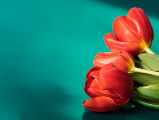 canva red tulips on green background MAEY3CuoD4U
