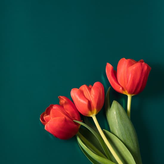canva red tulips on green background MAEY3Fn0nww