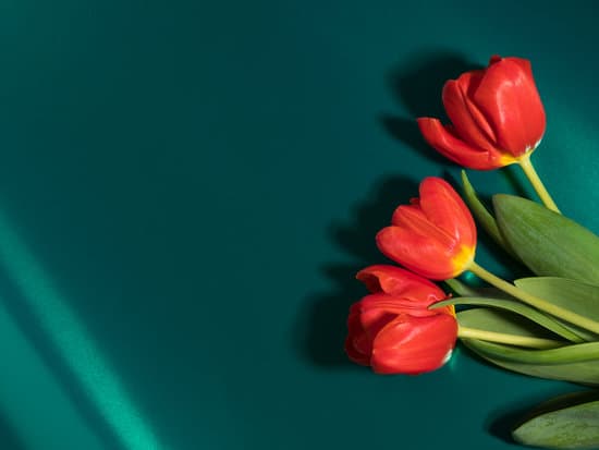 canva red tulips on green fabric