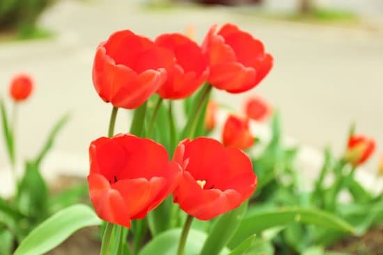 canva red tulips on the meadow close up MAD QnyLhOM