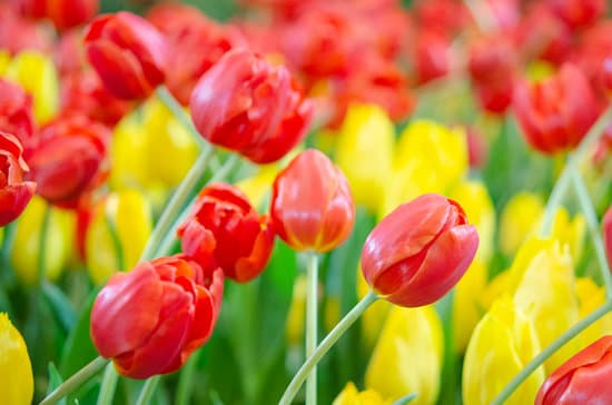 canva red tulips up close MAESOjt2SVo