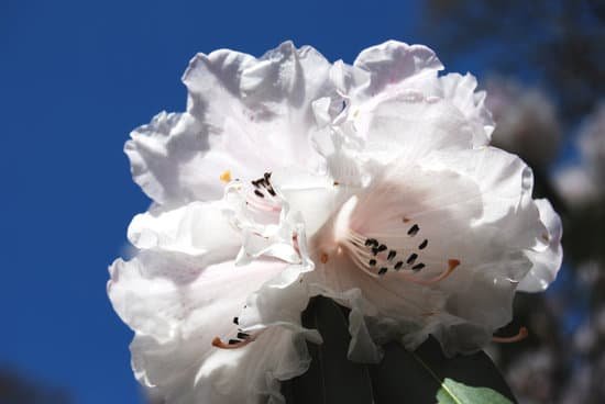 canva rhododendron MAC9F5ZL1bo