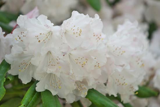 canva rhododendron