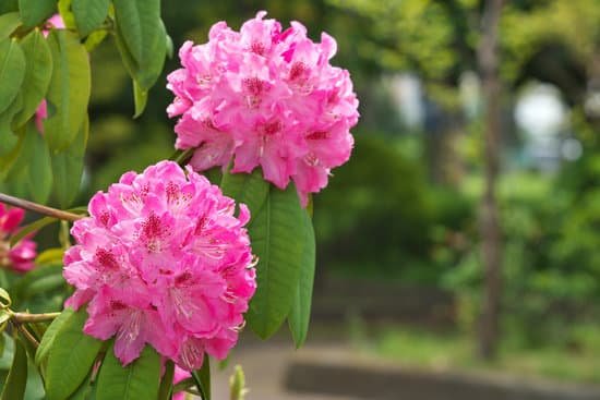 canva rhododendron