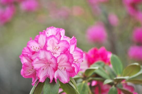 canva rhododendron MADBqHR2SjQ