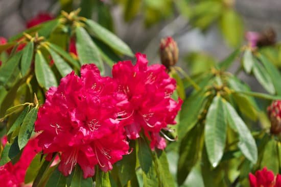 canva rhododendron