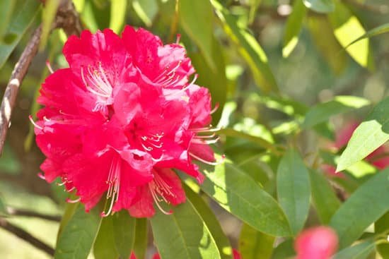 canva rhododendron