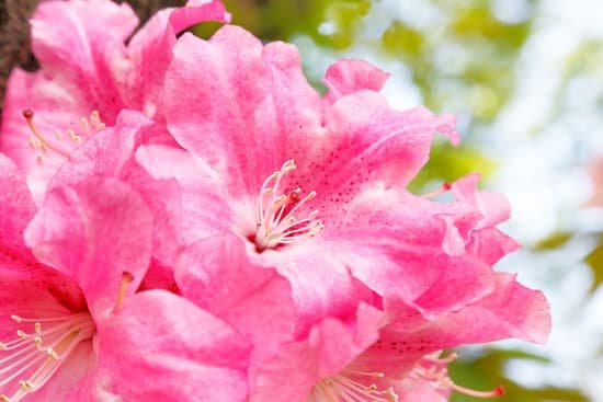 canva rhododendron MADCWoiT s