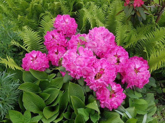 canva rhododendron MADFelGQ58E