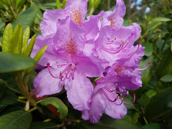 canva rhododendron MADFelSbBtY