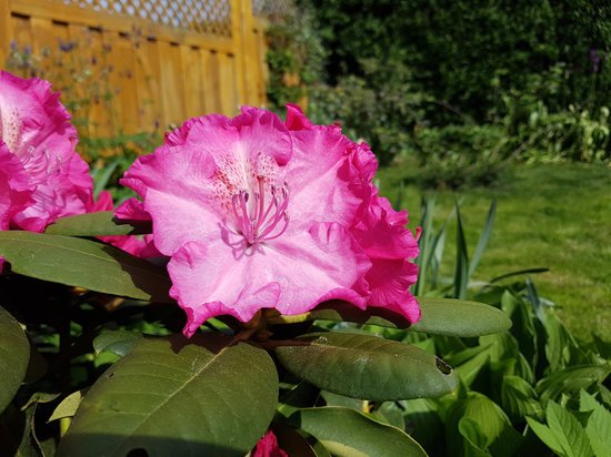 canva rhododendron MADFevEtF6Y