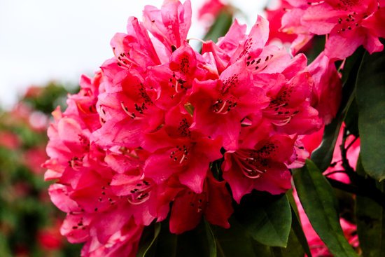 canva rhododendron