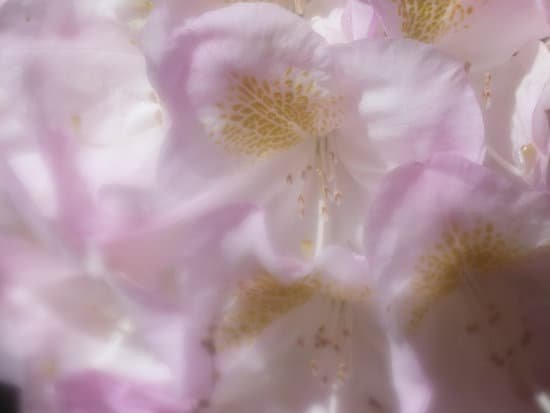 canva rhododendron MADQpRSy0mM