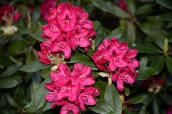 canva rhododendron MADTB6oBJHc