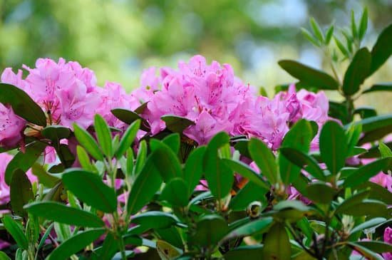 canva rhododendrons MAC Du0u0 k