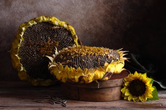 canva ripe organic sunflower MAEHgaJTu5o