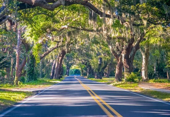 canva road through oak trees MAC 5spdKIA