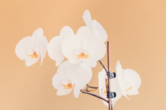 canva romantic branch of white orchid on beige background MAEPn0aAGPE