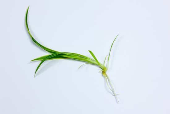 canva root cutting taken from a spider plant MAD0vG MTC8