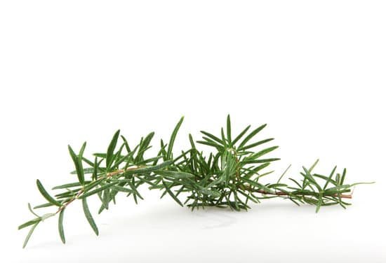 canva rosemary herb on white background MAEJtBdQdc4