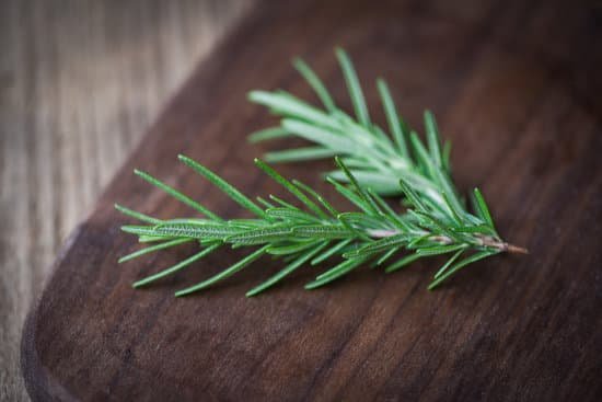 canva rosemary herb on wooden cutting board green rosemary plant MAEHZI 7e4Q