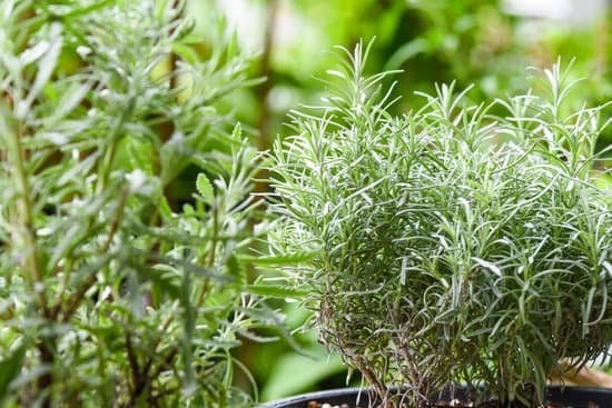 canva rosemary plant in pot MAD OQjgvXA