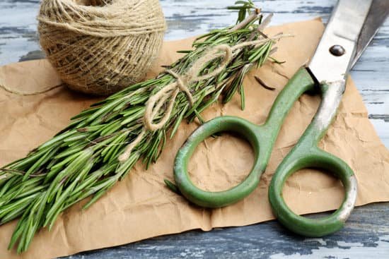 canva rosemary sprigs with rope and scissors on parchment MAD MbaSzVc