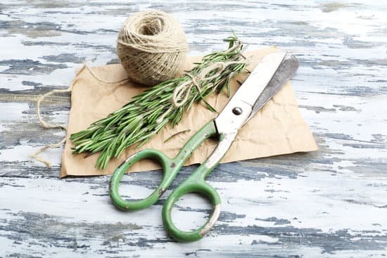 canva rosemary sprigs with twine and scissors MAD MeJsczA