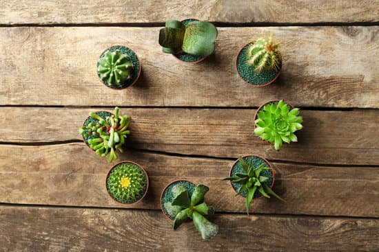 canva round made of cacti and succulents in pots MAD QyaBHvs