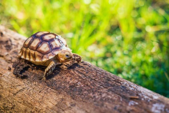 canva sakata turtle on a tree outdoors MAEIhA6v3Lg