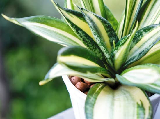 canva sansevieria or snake plant in pot MADqzG1qzoM