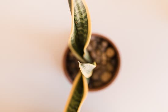 canva sansevieria trifasciata laurentii snake plant MAEEZN8XmAo