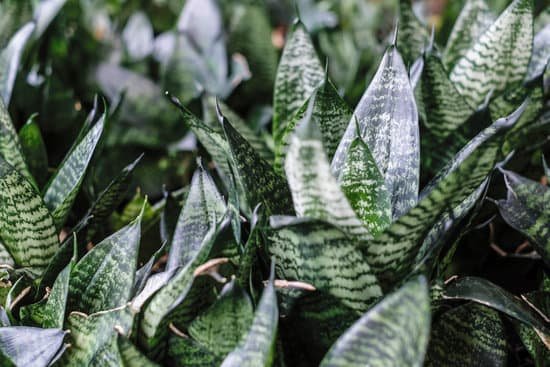 canva sansevieria trifasciata or snake plant in the garden MADCqEJuaoA